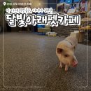 달빛아래까페 | 인천 송도 반려견 카페, 달빛아래펫카페