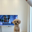 두드리네 | 서울 근교 양평 애견동반 독채펜션 두드리네 내돈내산 후기 🐶🤍