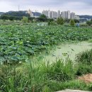 관곡지약국 이미지