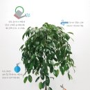하우스플라워 이미지