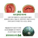 고당도 수박 6~7kg 11940원 이미지