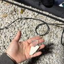 캠핑장 | [캠핑] 포레스트사운드캠핑장 후기 / 강아지 동반