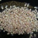 레드로즈 이미지