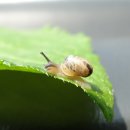 달팽이의하루 이미지