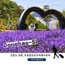 동해네엄지척 | 동해 가볼만한 곳 2026 무릉별유천지 라벤더축제 ｜입장료·주차장·셔틀버스 총정리