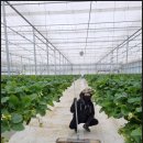 정은농장 | 딸기 무름과 원인과 방지 대책ㅣ 숙성 메커니즘으로 이해하기ㅣ무름과 발생 메커니즘 Q&amp;A