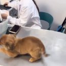 처음동물병원 Daum카페