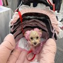 펫페스티벌 | ✨ 펫 페스티벌 '마이펫페어 송도' 다녀옴 ! ✨