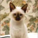 고양이 - 동해시 한섬로 128 | 고양이