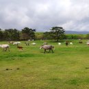 목장의아침 이미지