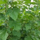 뽕잎가루 만들기 이미지