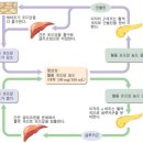 [내분비계질환] 당뇨병 - 소아당뇨 & 성인당뇨 이미지