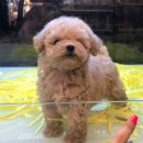 멍멍이냥 강아지분양 이미지