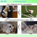 팅커벨