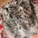 주식회사 아라케어 | 손상모발샴푸와 트리트먼트 '다움코스텍 더실크다 헤어케어 샴푸 &amp; 트리트먼트'