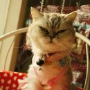 펫엘도라도 이미지