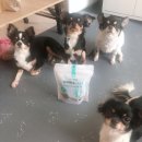 펫프랜즈 이미지