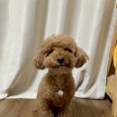 스푼풀코리아 이미지