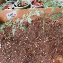 자라다plant 네이버블로그
