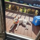 아우라지 자연농원 | 철원 진돗개 동반 여행기 (한탄강 물윗길, 빵명장, 고석정 꽃밭)