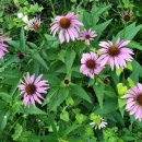 치유농장 연원당 이미지