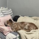 캘리포니아보이 이미지