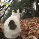 25세 동물병원 Daum카페