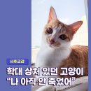 하모니동물병원 | 안 죽었어!” 학대 상처 있던 고양이가 무지개다리 너머에서 보낸 표정은?(애니멀 커뮤니케이터 하모니)