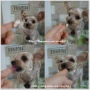 써리 독 이미지