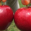 청강농원 이미지