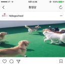 독스쿨 이미지