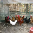 순이농장 이미지