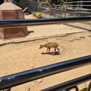 영소목장 이미지