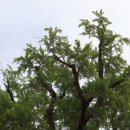 장덕리은행나무 이미지