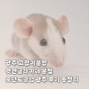 로던트 클럽 | 광주 고양이분양 펫엔글라이더 본점 로던트클럽 광주 후기 총정리