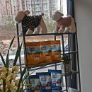 뽀독뽀독수제간식 | [꼬미] 김포애견카페 뽀독에 놀러가자!