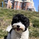 나의 강아지 이미지