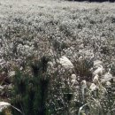 번영로길 이미지