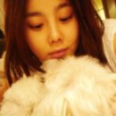 체리애견 이미지