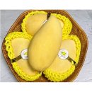 망고 - 제주시 해맞이해안로 1752 | 망고