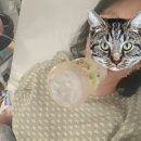 [39주3일 방뺐다] 서울미즈병원, 안성호원장님 제왕절개 출산후기