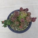 리치아이 이미지