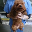 효자 동물병원 이미지