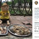 생선파는 고양이 이미지