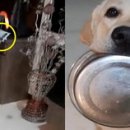 댕댕이천사 이미지