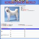 한국진돗개(korea jindo dog)가 위험하다 ​ 이미지