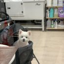 더 뷰티 독 이미지