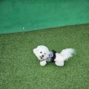 놀러왕왕왕 이미지