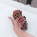 스타일독앤캣 강아지고양이 부천본점 이미지