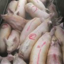 지안축사 이미지